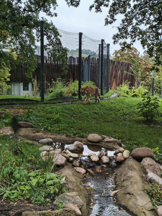 Spot the tiger